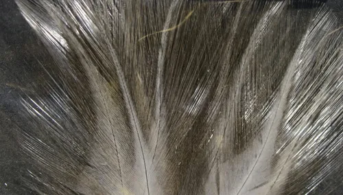 Miniatura 10 de Hareline Fly Tying Coq De Leon Feathers for Dry Fly Tails, Nymphs, and Euro Patterns