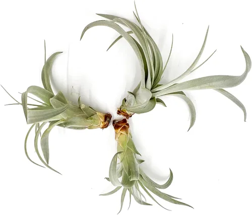 Miniatura 11 de ragnaroc Air Plants - Tillandsia Xerographica Pups, grandes 4-6 pulgadas, 2 unidades, llegada en vivo garantizada, plantas
