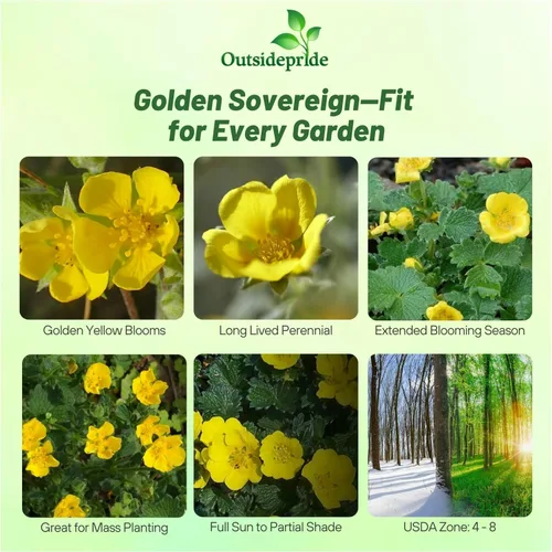 Miniatura 2 de Outsidepride Cinquefoil Gold Sovereign Potentilla Semillas – 500 semillas de flores perennes, fáciles de cultivar con altura compacta
