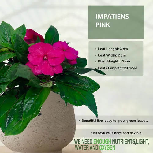 Miniatura 3 de LEAL PLANTS ECUADOR Impatiens Pink 2 Pack – Anual floreciente exuberante con flores rosas suaves, planta tropical de fácil cuidado, purificadora