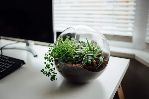 Miniatura 5 de WGV Jarrón de vidrio con corte inclinado, ancho 14 cm, altura 14 cm, transparente, redondo, maceta para plantas, terrario, orbe, recipiente