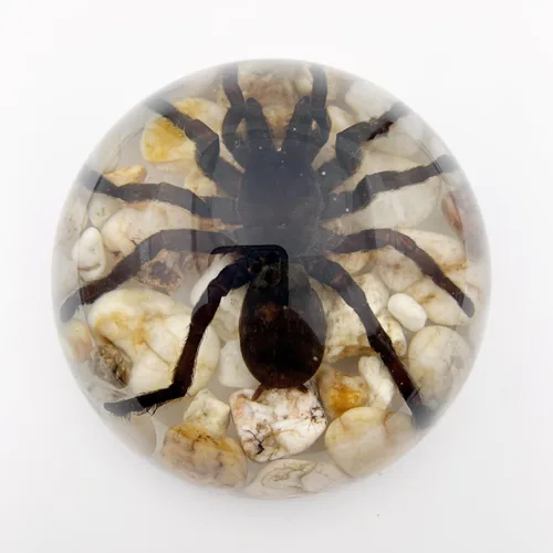Miniatura 10 de Especímenes de esqueleto de tortuga real en manualidades de pisapapeles de resina, colección de taxidermia de animales para educación científica