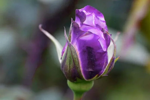 Miniatura 2 de Bonsai Alemania - Rosas moradas raras, 30 unidades, semillas de reliquia de rosa dragón