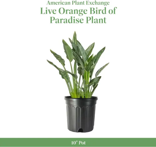Miniatura 2 de American Plant Exchange Pájaro del paraíso naranja vivo, maceta de 10 pulgadas, planta tropical con follaje audaz y flores exóticas, planta