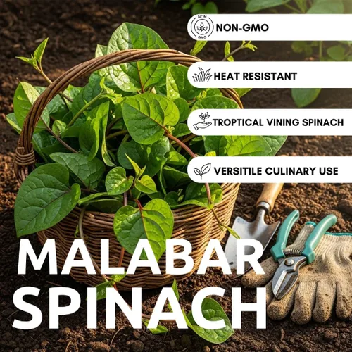 Miniatura 2 de Más de 100 semillas de espinaca verde Malabar Espinaca enredadera amante del calor, de rápido crecimiento Hojas tiernas y nutritivas