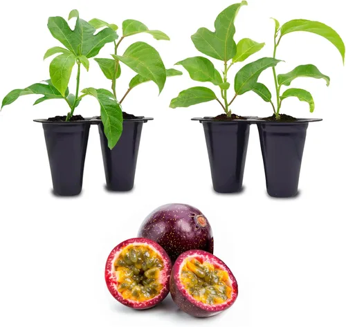 Miniatura 7 de Granadilla Gigante de Fruto de la Pasión (Paquete de 4) Viva en Venta Plantas Fáciles de Cultivar Planta de Fruta Comestible para Vida
