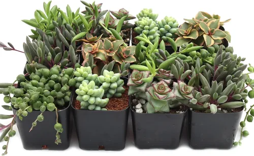 Mountain Crest Gardens Paquete de Suculentas Trailing & Strings - 12 Plantas Vivas en Macetas de 2 Pulgadas - Suculentas Reales para Jardineras