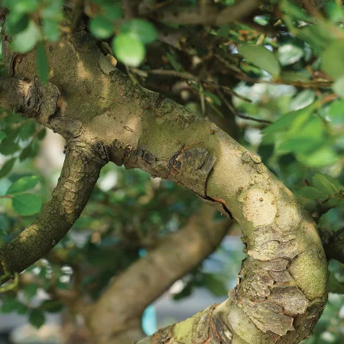 Miniatura 5 de Brussel's Bonsai Paquete de regalo de árbol de olmo chino vivo para exteriores, árbol bonsái pequeño, kit de bonsái con maceta de cerámica
