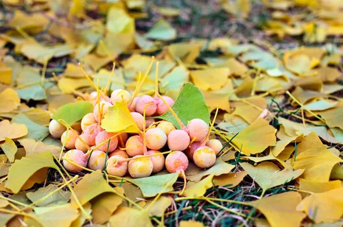 10 semillas de hierba de fruta de naranja de otoño de Ginkgo BILOBA árbol de culantrillo amarillo