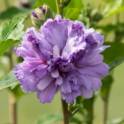 1 rosa púrpura de Sharon plantas vivas para plantar, plantas de flores de hibisco Althea, plantas de hibisco siriaco viven en un recipiente de