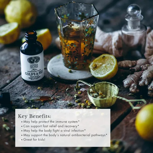Miniatura 2 de Anima Mundi Apothecary Tónico para el resfriado y la gripe - Gotas de apoyo inmunológico con equinácea, ajo, raíz de cúrcuma y jengibre fresco
