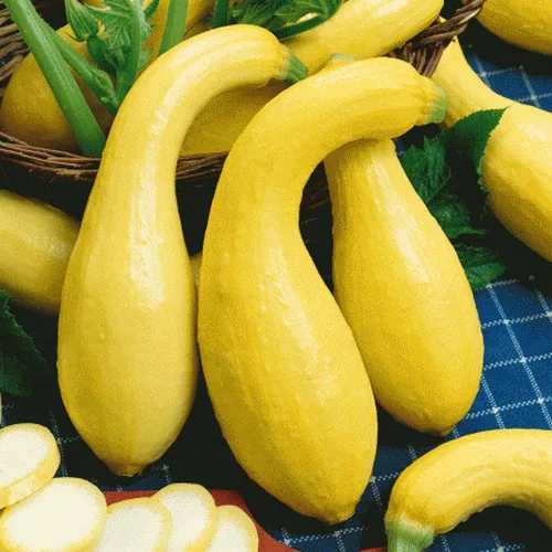 100 semillas de calabaza de verano Crookneck para principios de verano, sin OMG, semillas siempre frescas