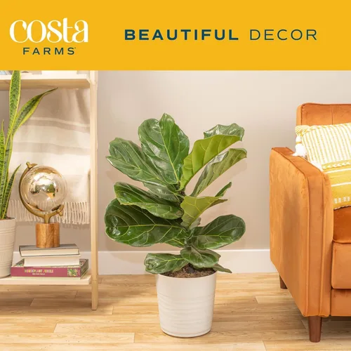 Miniatura 3 de Costa Farms Ficus Lyrata, higo vivo de hoja de violín, árbol de interior, Jardinera de decoración