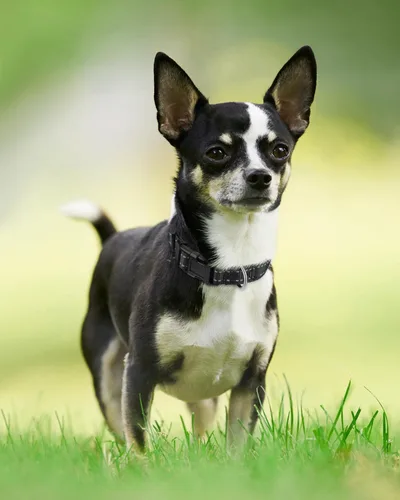 Miniatura 6 de Joytale - Collar reflectante para perro, collar de nailon transpirable con acolchado de neopreno suave para mascotas, ajustable para cachorros