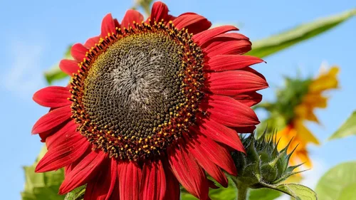 Miniatura 2 de Semillas Moulin Rouge Girasol Ornamental Rojo Flores Anuales