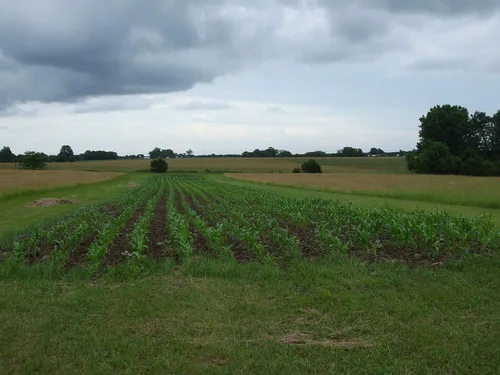 Miniatura 7 de 1 libra de libra Reid's Yellow Dent Field Corn Open Polinated Non GMO Reids USA