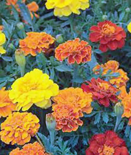 Miniatura 2 de Merigold francés más de 100 semillas, hermosa flor en varios