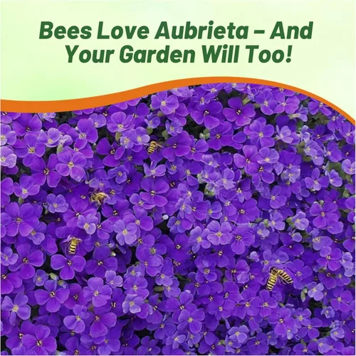 Miniatura 5 de Outsidepride Whitewell Gem Violet Aubrieta - 5000 semillas de flores perennes, fáciles de cultivar, bajo mantenimiento, cascada y bajo crecimiento
