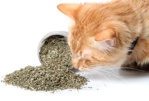 Miniatura 3 de Hierba gatera, mezcla premium segura para gatos, infundida con la máxima potencia por la que tu gatito seguramente se volverá loco (1 taza)