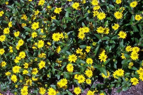 Miniatura 3 de Semillas de zinnia rastreras - Flores naranjas semi-dobles con centros oscuros hermosos (25 - semillas)