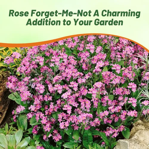 Miniatura 6 de Outsidepride 5000 semillas perennes Myosotis Alpestris Forget-Me-Not Rose Garden Semillas de flores para plantar