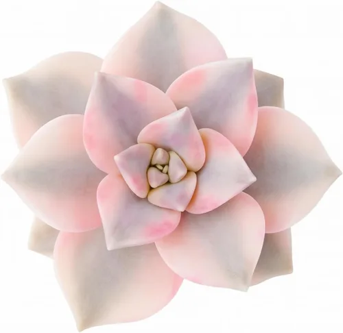 Miniatura 14 de Echeveria Agavoides Ebony - Suculenta viva - 2.5 pulgadas - Tolerante a la sequía, bajo mantenimiento, ideal para interiores y exteriores, Echeveria