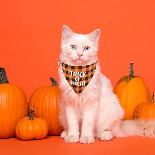 Miniatura 3 de ADOGGYGO Collares de gato de Halloween separables con campana, paquete de 2 collares ajustables de cuadros naranja y morado de Halloween para gatos