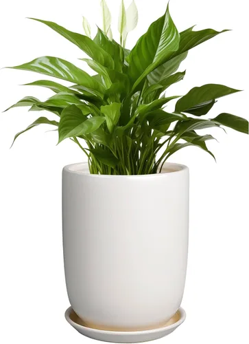 Miniatura 39 de Maceta de Cerámica para Plantas de Interior de 5 Pulgadas - Maceta Redonda para Plantas Suculentas con Agujero de Drenaje y Platillo, Decoración