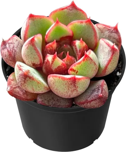 Miniatura 8 de Sprout N Green Echeveria 'Baekya', planta suculenta viva de 'White Night' totalmente enraizada en maceta de 2 pulgadas, decoración de boda