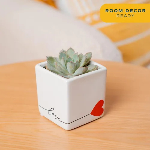 Miniatura 2 de Costa Farms - Suculentas Maceta de madera para decoración