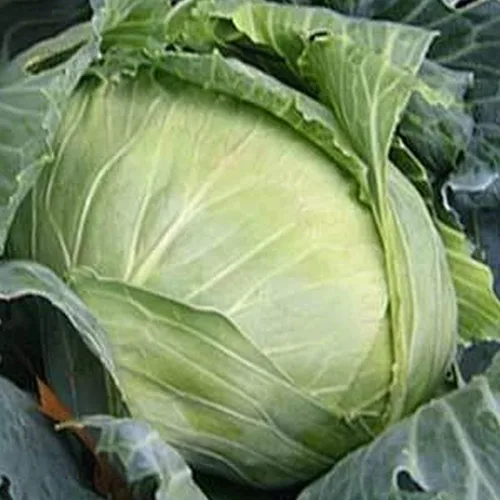 Brunswick Semillas de col – 1 onza ~ 6,500 semillas – Sin OMG, reliquia, polinizado abierto, semillas de huerto y micro verduras – Brassica oleracea