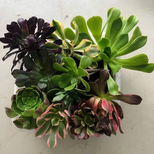 Miniatura 2 de Blissful 5 Rosetas de Aeonium de 2 a 6 pulgadas, raras 5 variedades únicas. Fácil de cultivar, tolerante a la sequía y perfecto para regalos