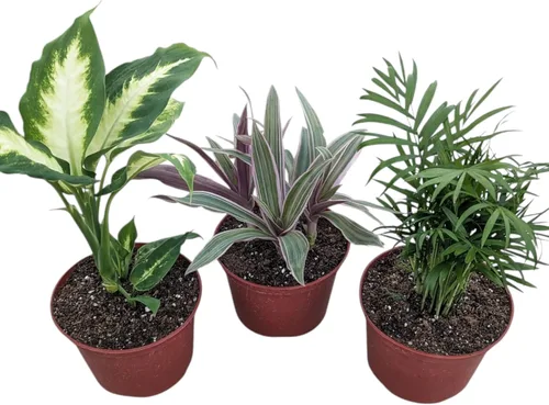 Colección de plantas de interior vivas, juego de plantas de interior en maceta de 6 pulgadas con Dieffenbachia Camille, Moses in The Cradle