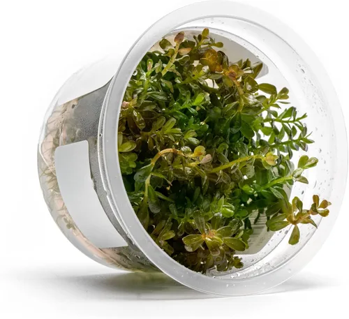 Miniatura 35 de Planta viva SubstrateSource - Hierba enana Eleocharis Belem cultivada en tejidos acuáticos para acuario - 100% libre de caracoles en copa in vitro