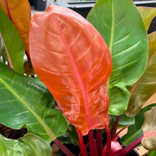 Miniatura 2 de Planta de filodendro en maceta de 4 pulgadas, planta de interior tropical, planta de follaje de fácil cuidado para el hogar, oficina o patio