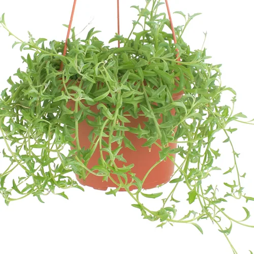 Miniatura 4 de Tienda de Suculentas Cadena de Delfines Colgante, Senecio Peregrinus, Planta Suculenta Viva Totalmente Arraigada de 6 Pulgadas con Colgador, Planta