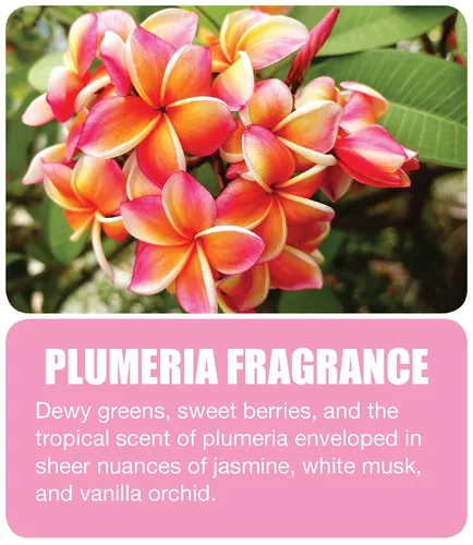 Miniatura 2 de Big D 475 Desodorante concentrado para dispensadores de aerosol medidor, fragancia Plumeria, 7 onzas (paquete de 12) – Ambientador ideal para baños