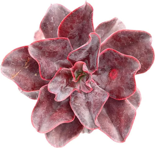 Miniatura 19 de Sprout N Green Echeveria Desmetiana De Smelt de 4 pulgadas, suculenta viva rara en maceta, planta de casa real para recuerdos de fiesta, hogar