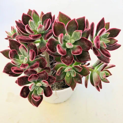 Miniatura 3 de Blissful Echeveria Alpen Glow 4" Pot Live Succulent Pink Purple Rosette Plant Easy 2 Grow, Perfect for Wedding, Party Favor and Succulent