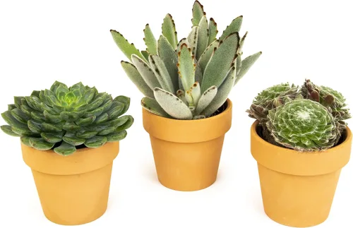 Plantas suculentas viven en macetas de arcilla (paquete de 3), plantas suculentas vivas en macetas suculentas, suculentas vivas, regalos únicos de