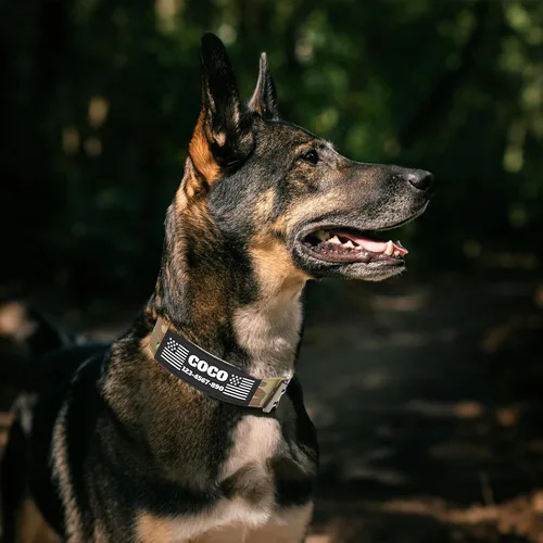 Miniatura 4 de Collar táctico personalizado para perro con parches de nombre y número de teléfono - Collar resistente personalizado con hebilla de cinturón