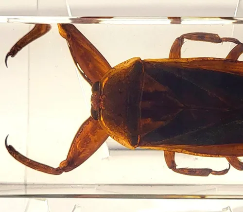 Miniatura 35 de 44mm Hormiga gigante tropical real en resina de lucita transparente cristalina, espécimen preservado Pseudoneoponera Rufipes, taxidermia