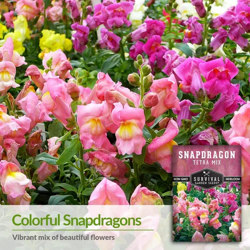 Miniatura 3 de Survival Garden Seeds - Semillas de mezcla de tetra Snapdragon para plantar - Paquete con instrucciones para plantar y cultivar hermosas flores