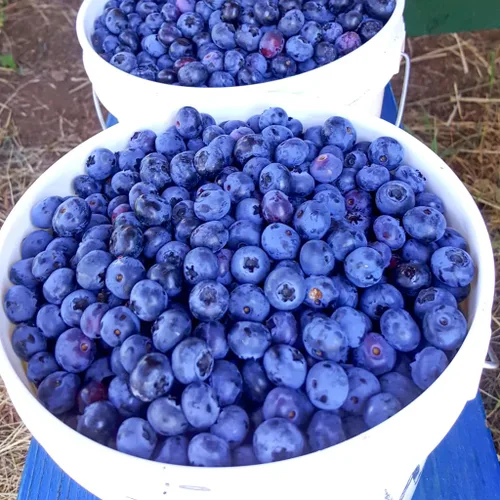 Miniatura 2 de Oregon Growers, Mermelada de arándanos – Fruta fresca en temporada, conservas y mermeladas de arándanos, para untar de frutas naturales, sin OMG