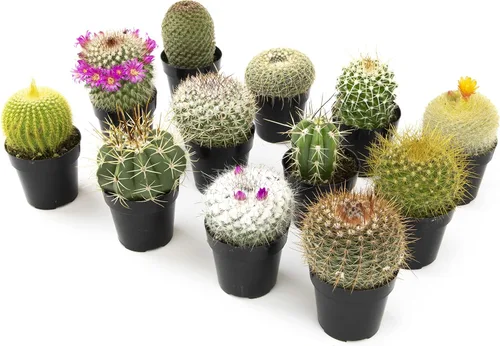 Miniatura 3 de Altman Plants, Surtido de plantas de cactus vivos (12 unidades), plantas suculentas vivas en mezcla de tierra de cactus, plantas de cactus vivas