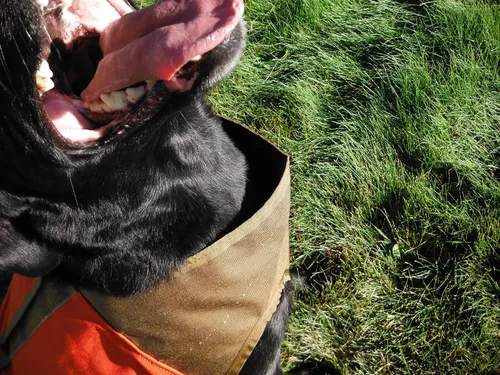 Miniatura 3 de CUGA Chaleco Serious Protection for The Active Dog (MED, Naranja/Coyote)