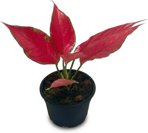 Miniatura 16 de Árbol de dinero trenzado de tocón de Pachira (4 pulgadas), plantas de interior de la suerte, plantas de interior decorativas únicas de 4/6 pulgadas