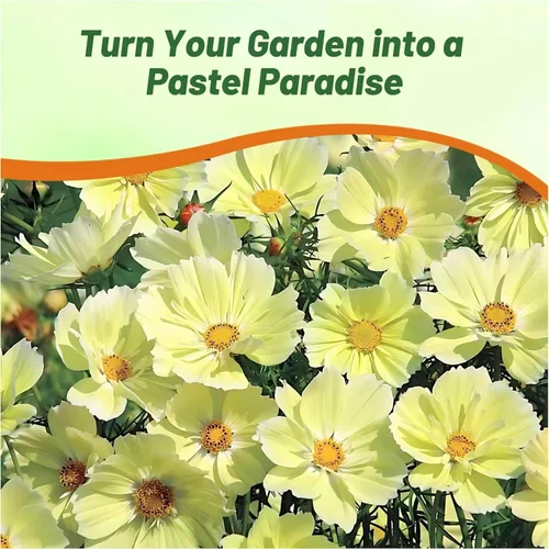 Miniatura 6 de Outsidepride Lemonade Cosmos Bipinnatus Seeds – 50 piezas anuales, fáciles de cultivar y tolerantes a la sequía, semillas de flores para plantar
