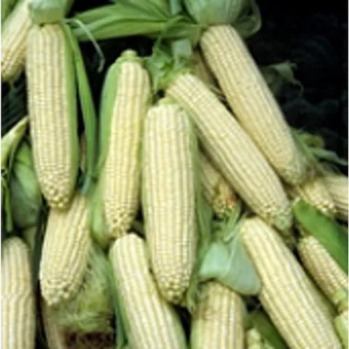 Semillas de maíz Argent (más de 20 semillas) | Sin OGM | Semillas de flores de hierbas y frutas vegetales para plantar | Paquete de invernadero de