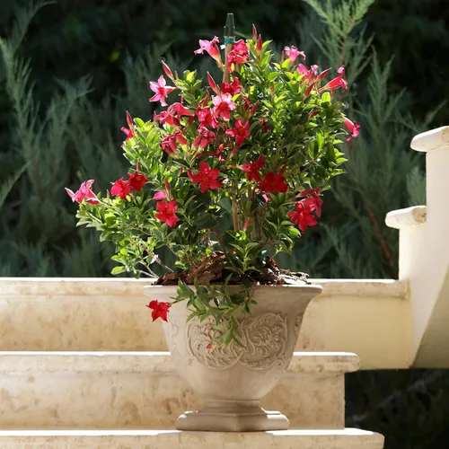 Miniatura 6 de Sunnydaze Darcy - Maceta de pedestal para exteriores de 16 pulgadas, maceta redonda grande de poliresina con orificio de drenaje perforable, maceta